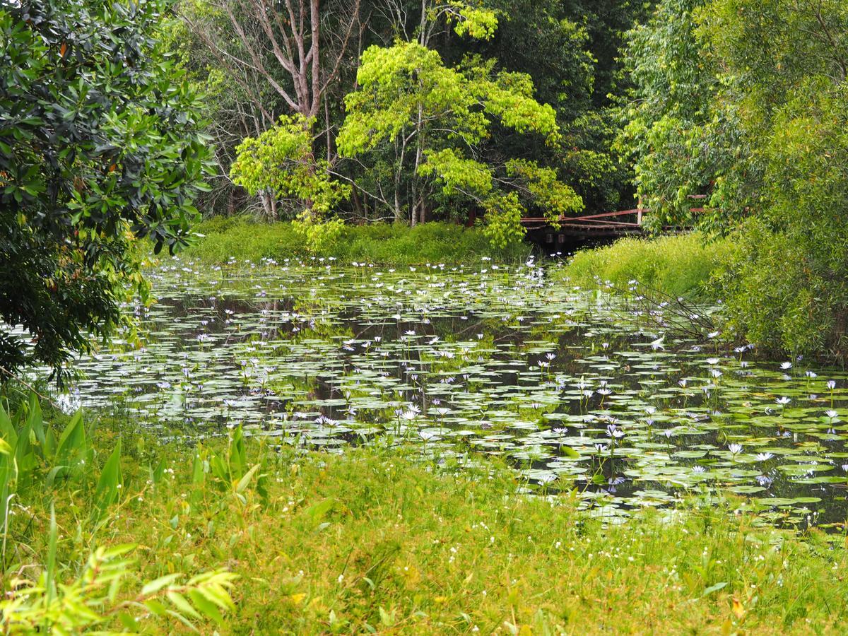 Lilypad Luxury Cabins Bellingen Luaran gambar