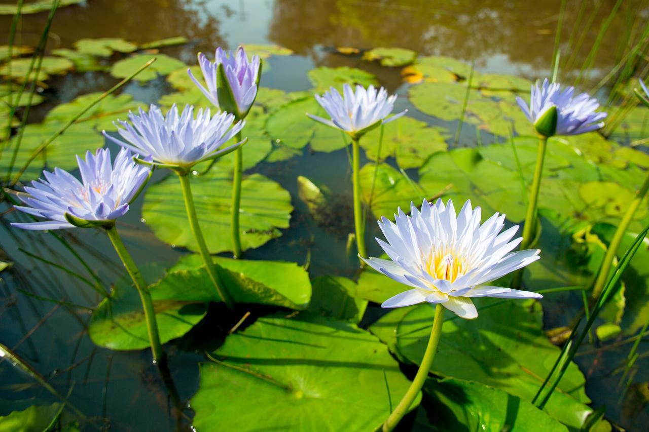 Lilypad Luxury Cabins Bellingen Luaran gambar